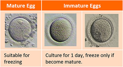 Egg Denudation procedure