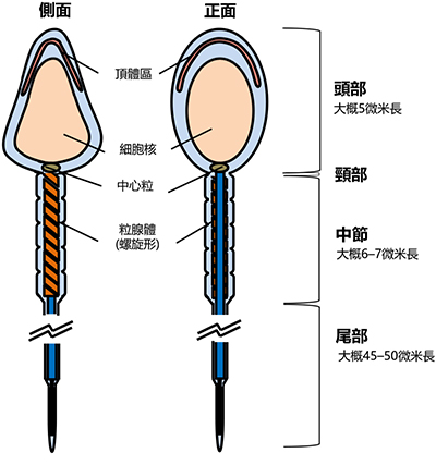 Spermatozoa structure