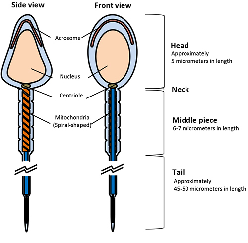 Spermatozoa structure