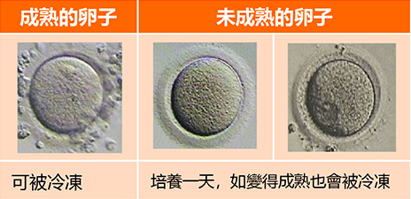 Egg Denudation procedure