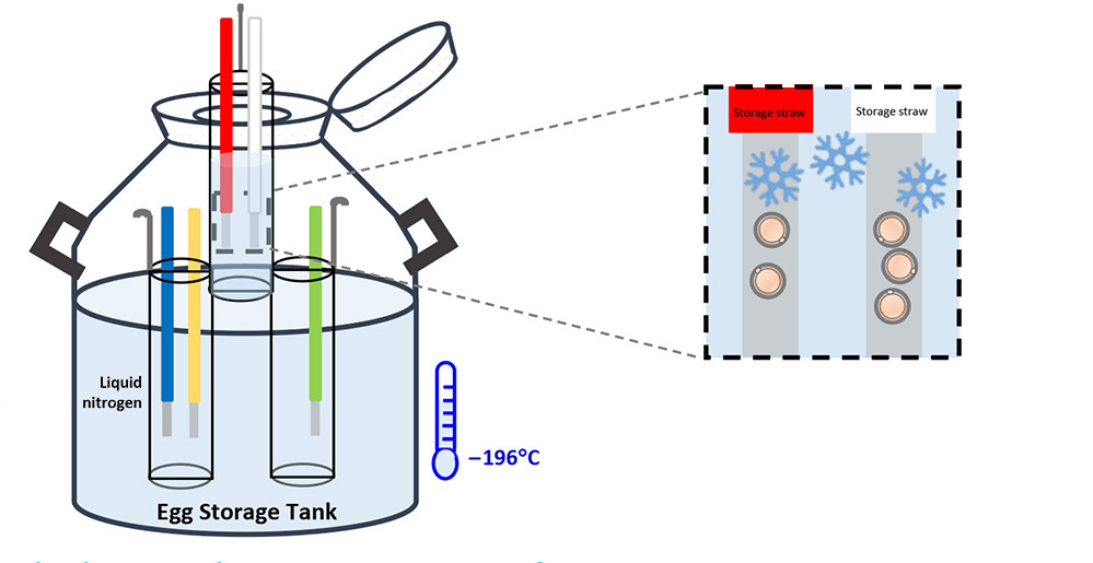 Egg Storage Tank