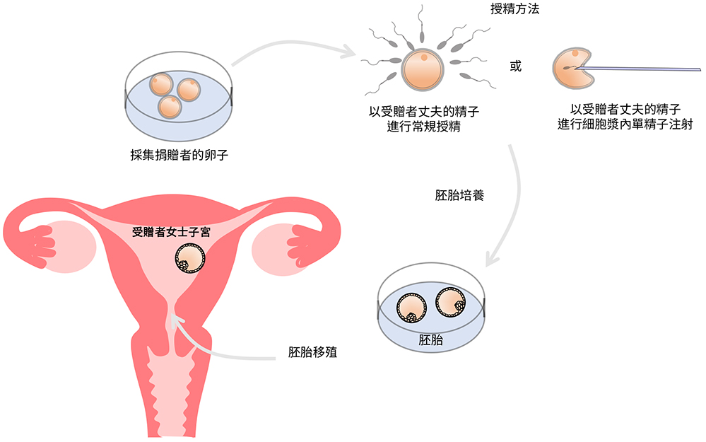 Egg Donation Flowchart