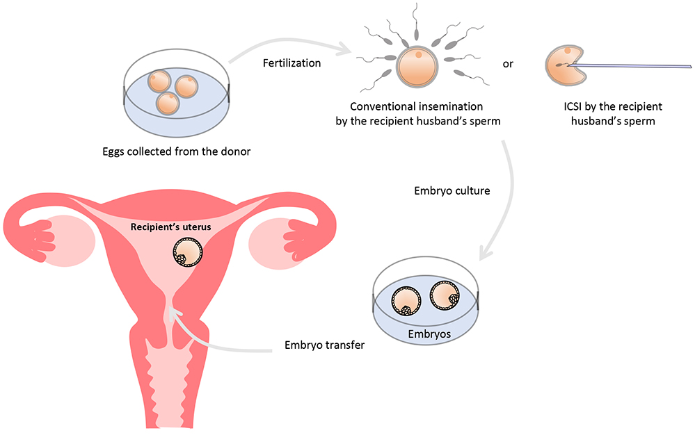 Egg Donation Flowchart