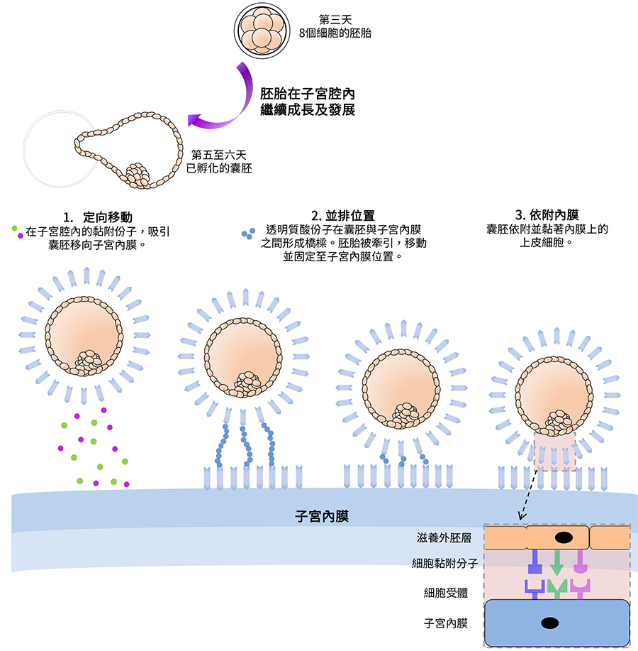 EmbryoGlue