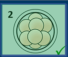 EmbryoScope