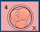 EmbryoScope