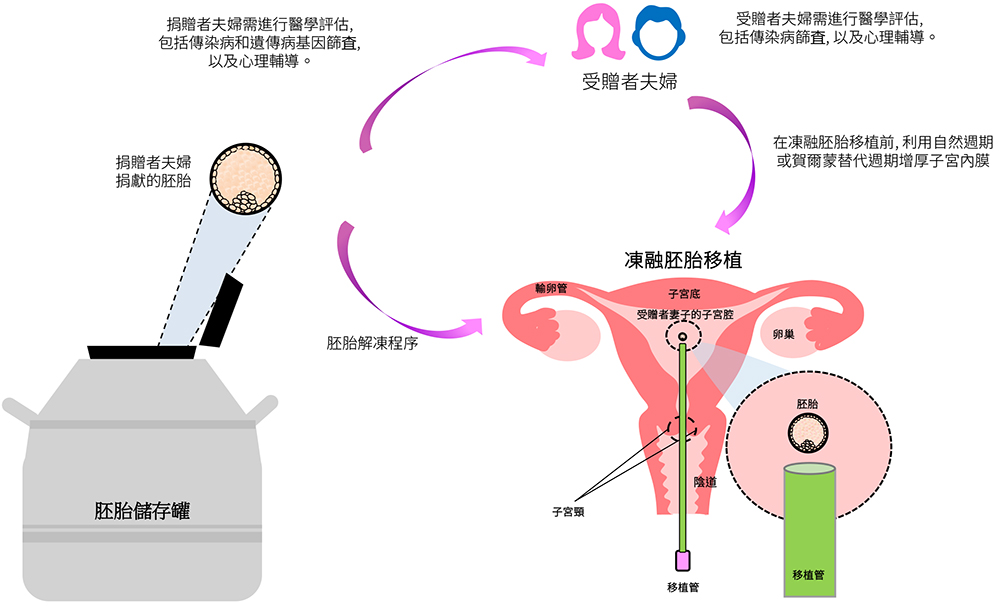 Embryo Donation Flowchart
