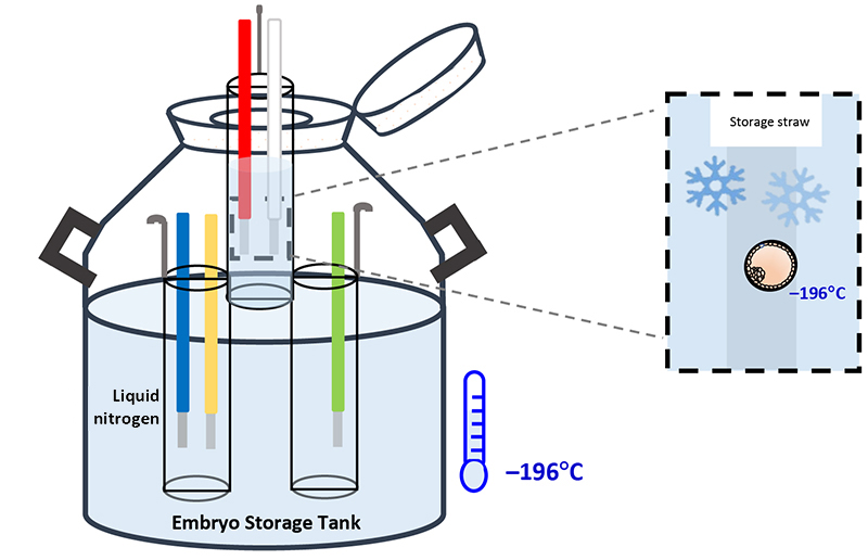 Embryo containers