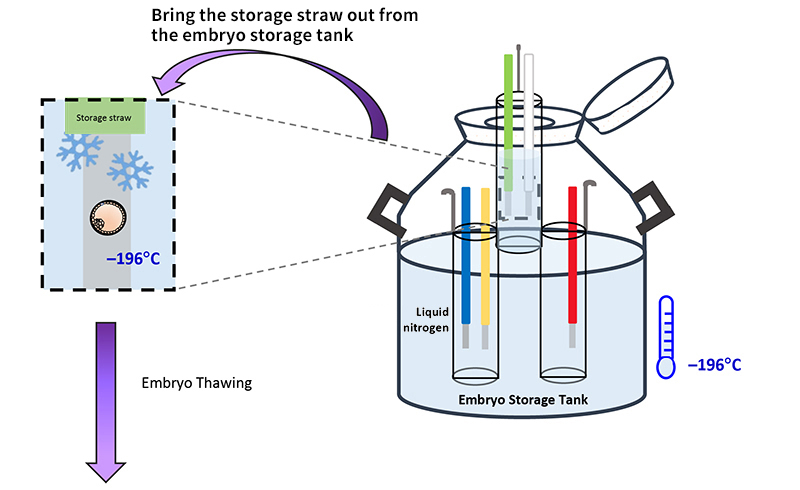 Bring the storage straw out from the embryo storage tank