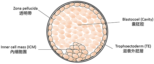 囊胚