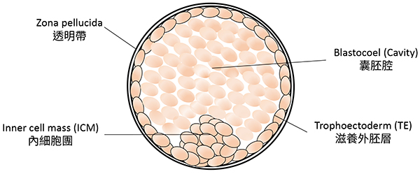 Blastocyst