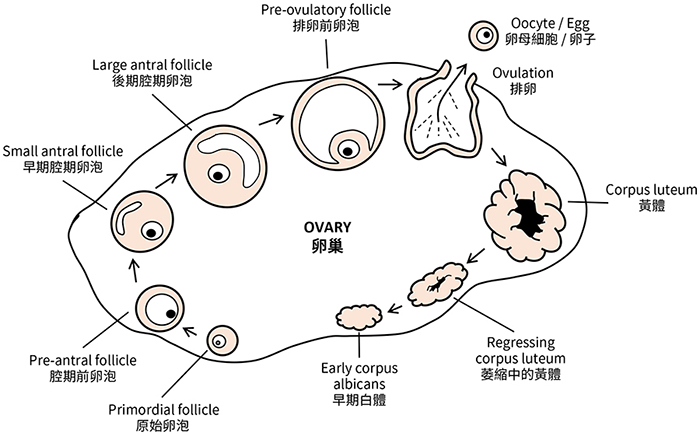 卵泡