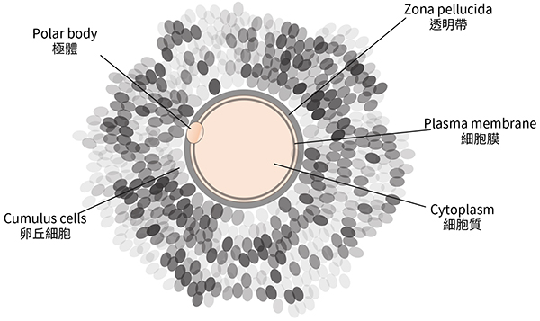 Oocyte