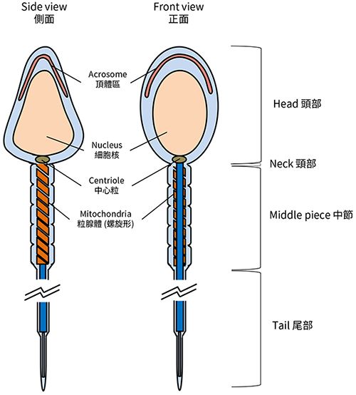 Spermatozoa