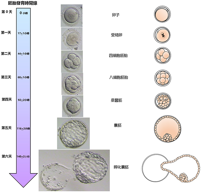 Schematic diagram of IVF treatment