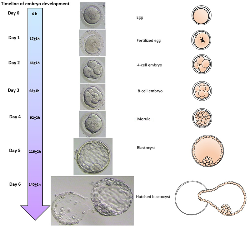 Schematic diagram of IVF treatment