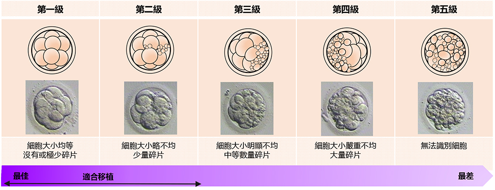 Cleavage stage embryos 