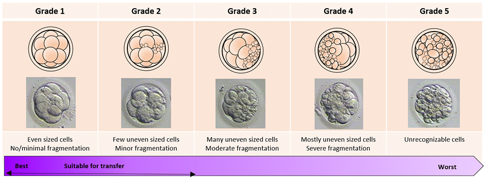 Cleavage stage embryos 