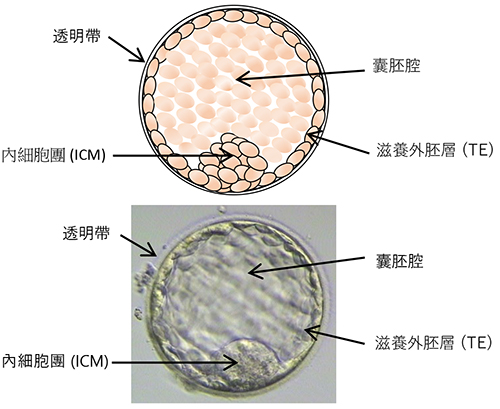 Blastocyst stage embryos