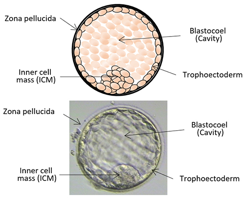 Blastocyst stage embryos