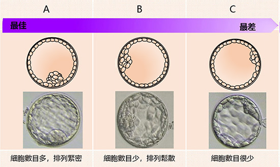 Inner cell mass (ICM)