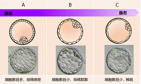 Inner cell mass (ICM)