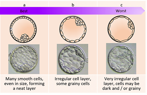 Inner cell mass (ICM)