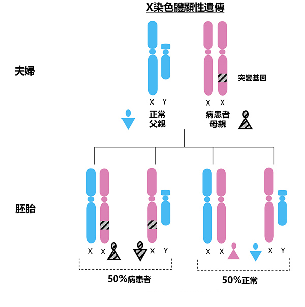 X染色體顯性遺傳病
