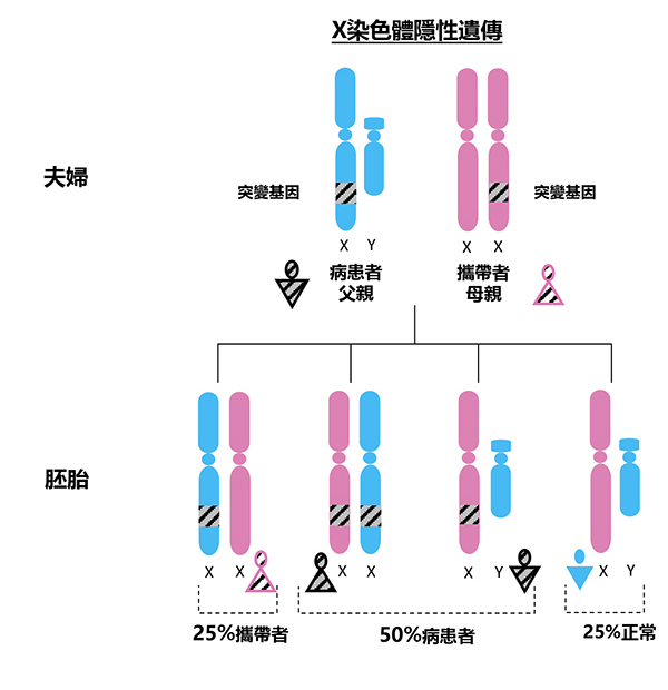 X染色體隱性遺傳病