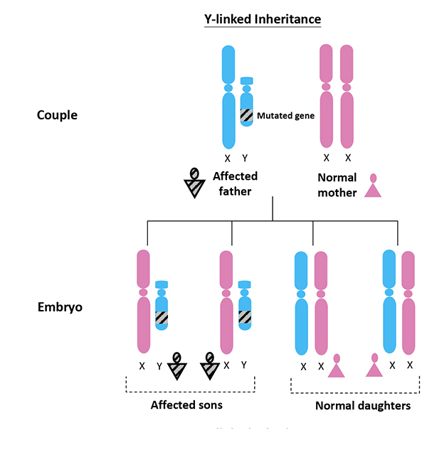 Y-linked Disorder