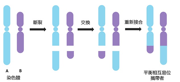 平衡相互易位