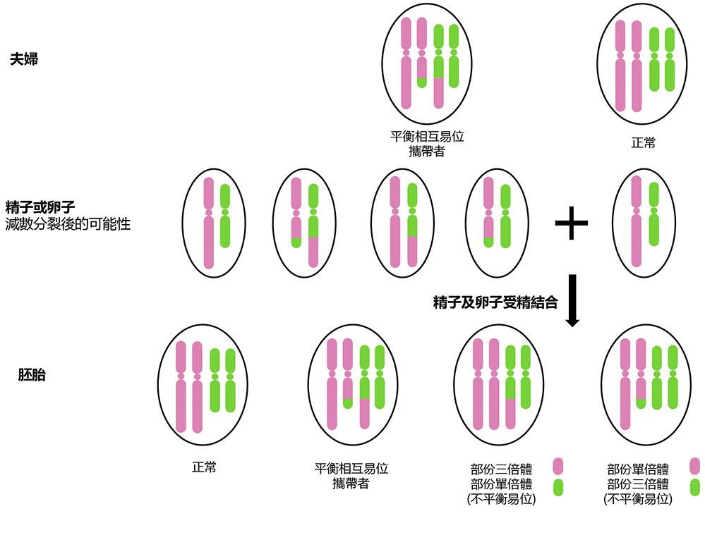 Balanced Reciprocal Translocation Gene map