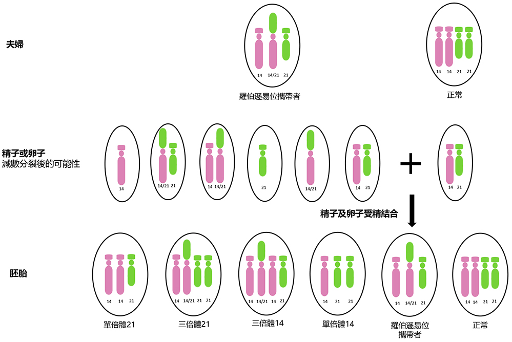 Robertsonian Translocation Gene map