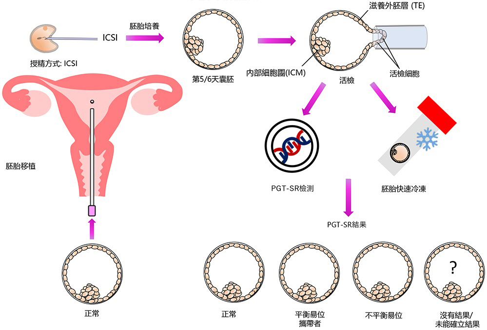 PGT-A Schematic Diagram