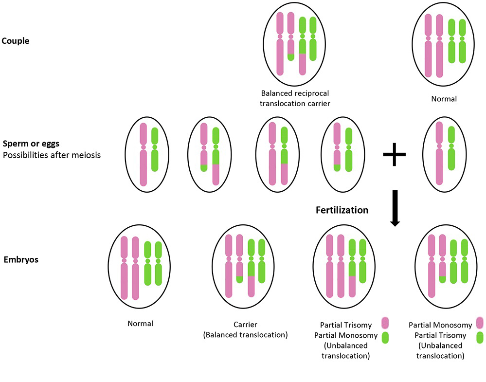 Balanced Reciprocal Translocation Gene map