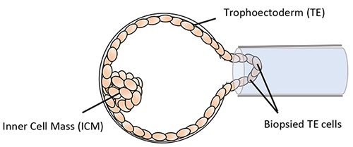 Blastocyst biopsy