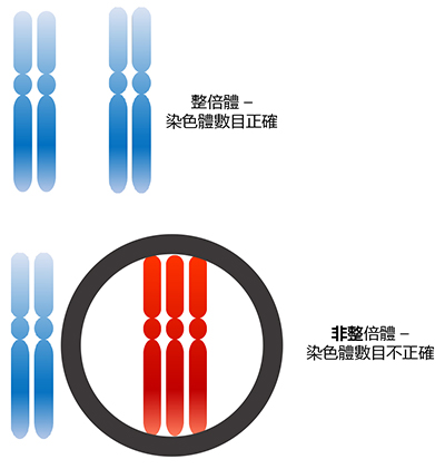 Pre-implantation Genetic Testing for Aneuploidies (PGT-A)