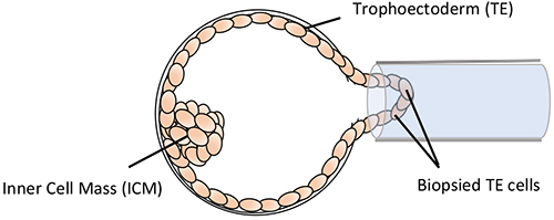 Blastocyst biopsy