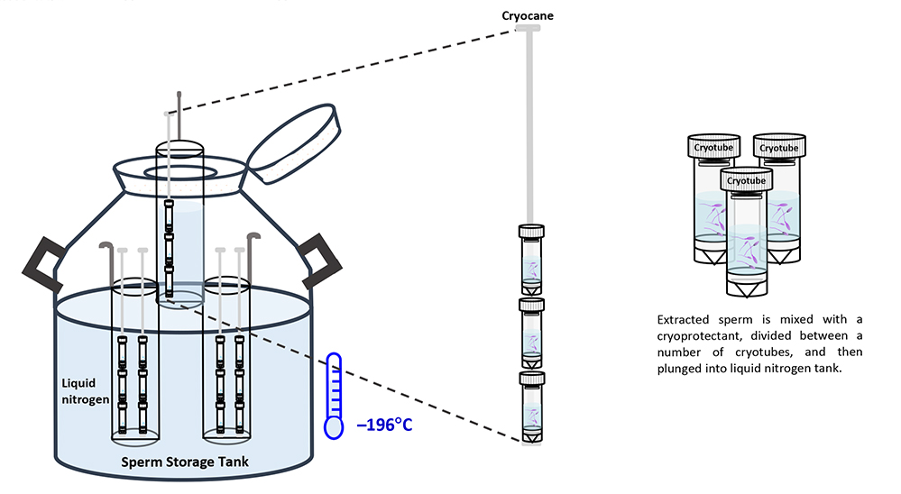 Testicular sperm extraction